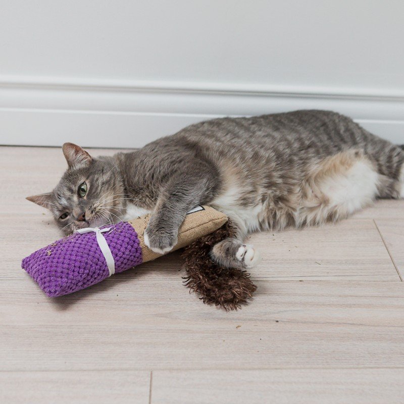 miwcat herbe aux chats miwcat herbe aux chats