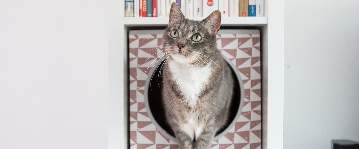 miwcat blog miwcat miwcat blog miwcat